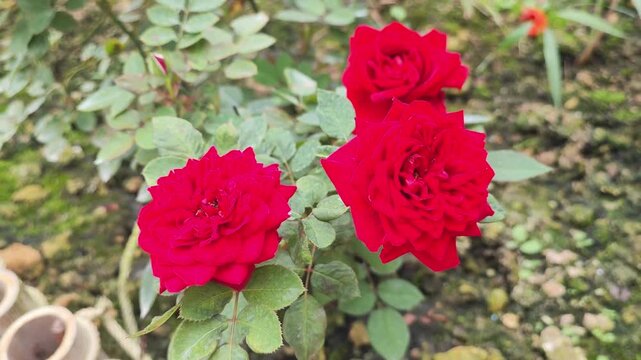 Ingrid Bergman red rose flower blooming in natural garden high quality videos and video footage for romantic floral and botanical content