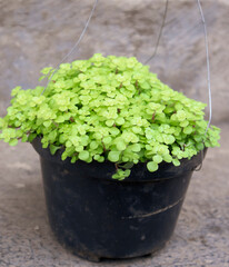 Soleirolia soleirolii (syn. Helxine soleirolii) or Baby's Tears plant in a hanging pot put on the floor