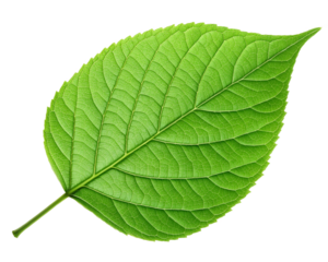 Green leaf ecology nature element vector icon, Leaf Icon, green leaf ecology nature element vector. on transparent background,