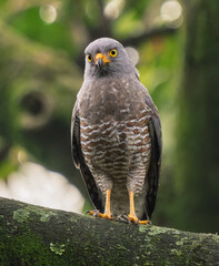 Roadside Hawk (Rupornis magnirostris) perched on mossy branch, tropical forest of Colombia