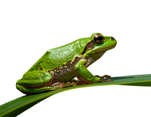 Realistic Green Frog Isolated on White Background