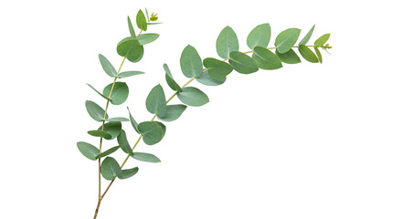 A delicate sprig of fresh green eucalyptus leaves isolated on a white background.