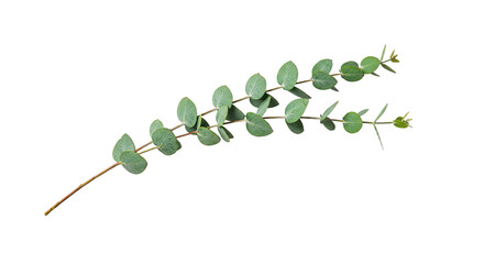 A delicate sprig of fresh green eucalyptus leaves on a white background.