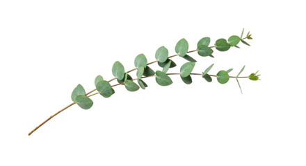 A delicate sprig of fresh green eucalyptus leaves on a white background.