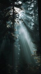 Fototapeta premium rays of light