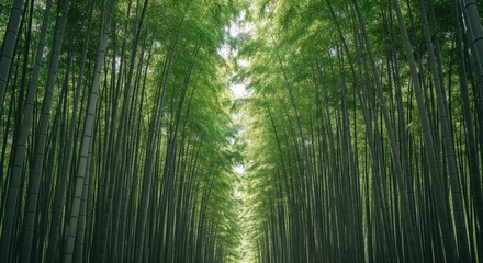 Lush bamboo forest, tunnel perspective