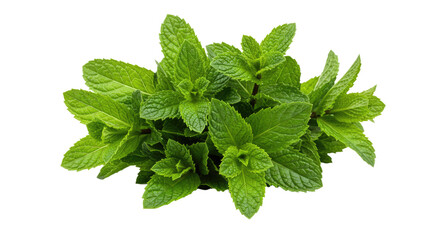 A fresh bunch of vibrant green mint leaves isolated on white 2.