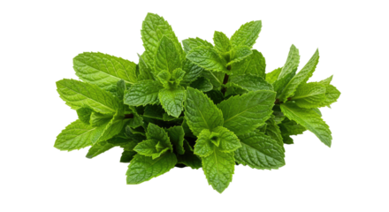 A fresh bunch of vibrant green mint leaves isolated on white 2.