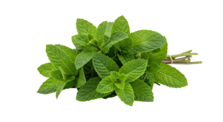 A fresh bunch of vibrant green mint leaves tied together.