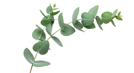 A single eucalyptus branch with oval grey green leaves.