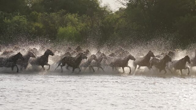 Thousands of horses galloping