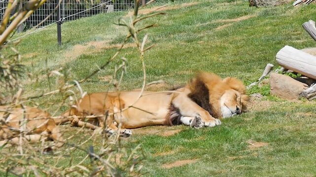 Lion sleeping in the grass