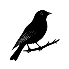 Obraz premium Silhouette Small Bird Perched Leafless Branch