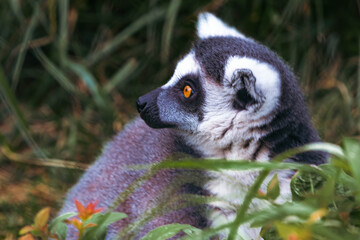 Black and White Ruffed Lemur