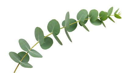 A single sprig of fresh green eucalyptus leaves on a white background.