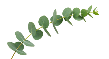 A single sprig of fresh green eucalyptus leaves on a white background.