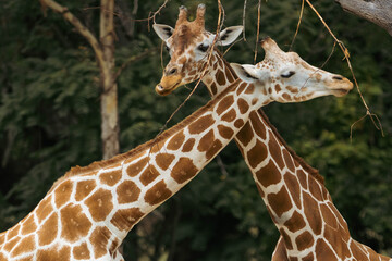 Reticulated Giraffe
