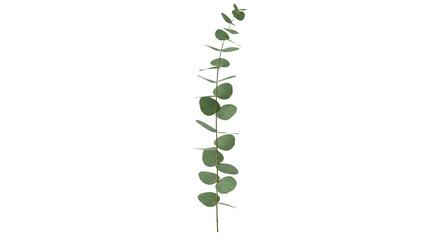 A single stem of green eucalyptus leaves isolated on a white background.