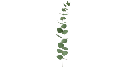 A single stem of green eucalyptus leaves isolated on a white background.