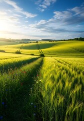 Golden Wheat Field Under a Bright Blue Sky at Sunset.
