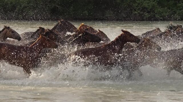 Thousands of horses galloping