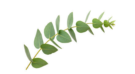 Obraz premium Eucalyptus branch with green leaves isolated on white background for design.