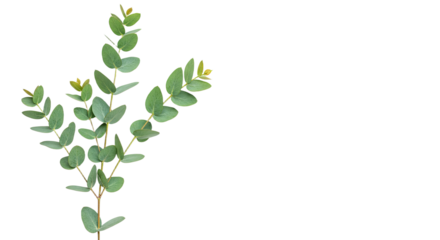 Eucalyptus sprig with fresh green leaves and small buds isolated on white.