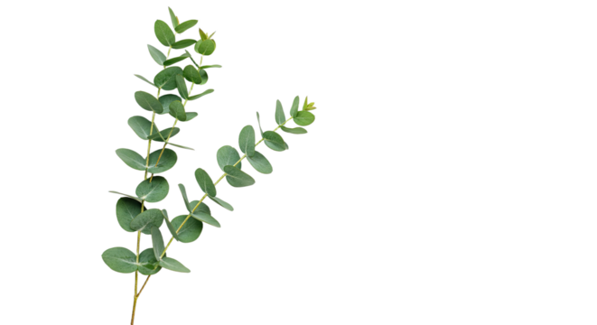 Fresh Eucalyptus Sprig with Oval Grey Green Leaves Isolated on White Background. - Powered by Adobe