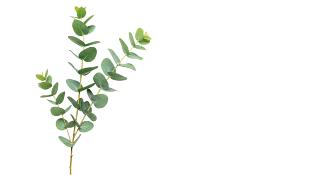 Fresh green eucalyptus branch with oval shaped leaves isolated on white. - Powered by Adobe