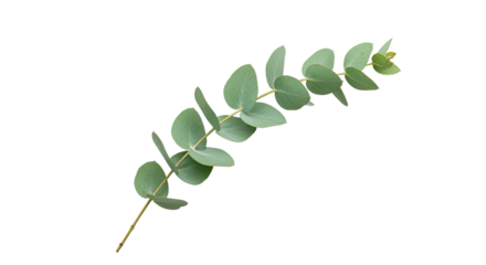 Fresh green eucalyptus branch with round leaves isolated on white background.