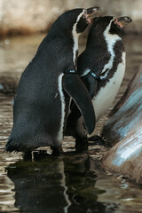 Humboldt Penguin