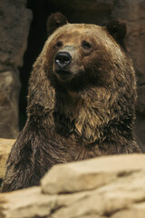 Obraz premium Grizzly Bear