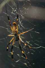 Golden Silk Spider