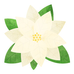 クリスマスに使えるポインセチアの水彩イラスト 白 葉っぱ付き