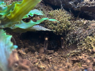 Tarantula spider, hiding inside its burrow, barely visible, with just a leg showing. Predator waiting to ambush its prey.