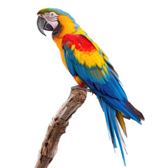 Obraz premium A colorful parrot perched on a branch against a transparent background.