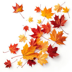 Fototapeta premium Autumn maple leaves scattered on white background