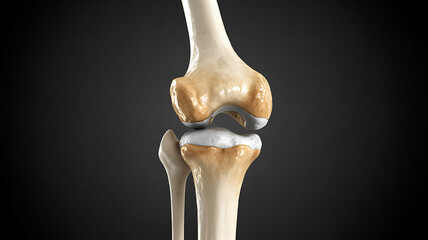Fototapeta premium Human Knee Joint Anatomical Medical Bone Healthcare Therapy Treatment