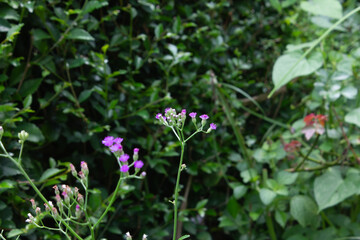 Delicate Purple Flowers Blooming Amongst Lush Green Foliage