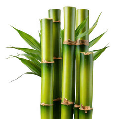 Fototapeta premium Bamboo trunk stick isolated on transparent background.