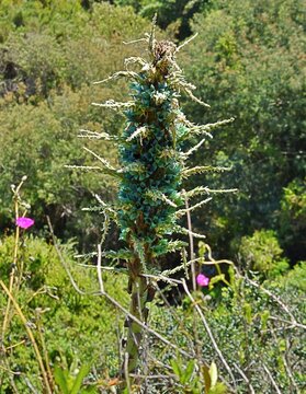 Chagual chileno o Puya Chilensis florecido.