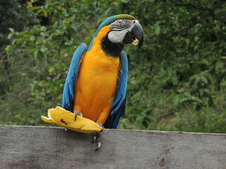 bblue-and-yellow macaw eating banana