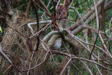 Hermit thrush standing on a branch