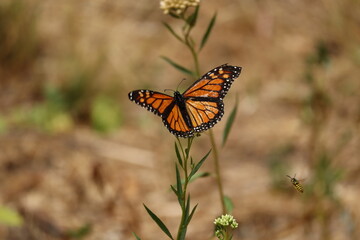Monarch butterfly 