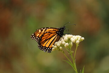 Monarch butterfly 