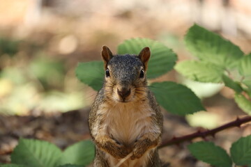 cute fox squirrel staring at camera 