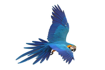 Colorful flying Blue and Gold Macaw parrot isolated on transparent background png file	