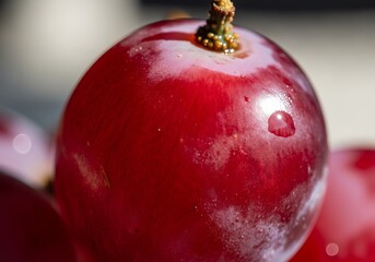 Close-up of a Fresh Red Grape with Water Droplet.