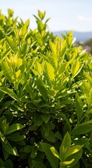 Obraz premium Lush Green Foliage in Sunlight - A Natural Close-Up.