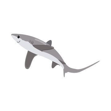  thresher shark